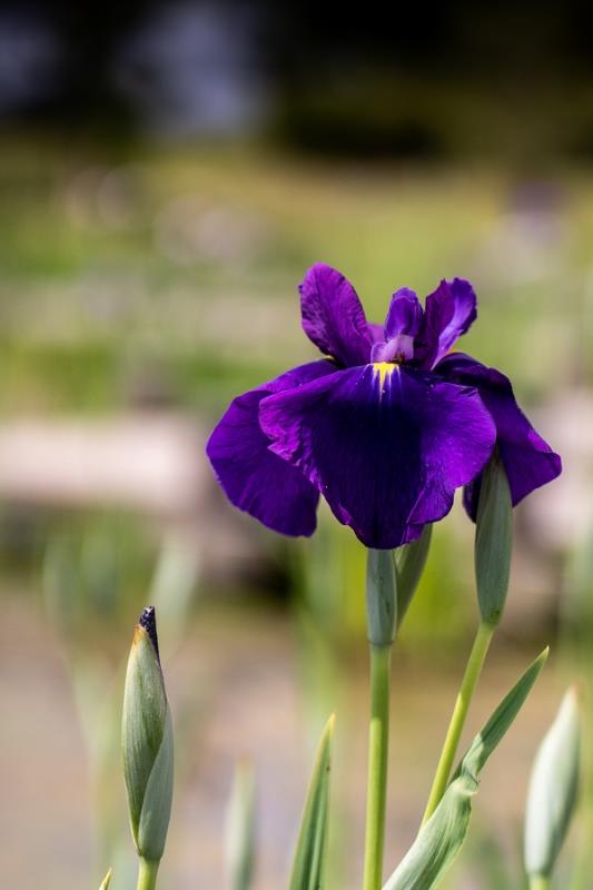 平成の森公園あやめ